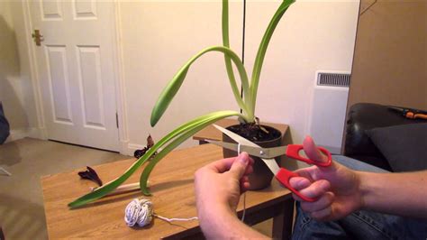 Amaryllis care, after flowering | Amaryllis care, Amaryllis, Amaryllis bulbs