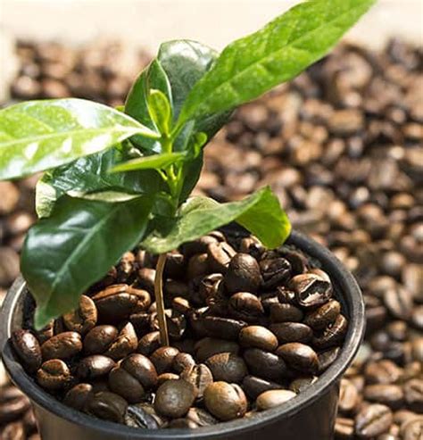 Coffee Bean planting Seeds DWARF COFFEE PLANT seeds | Etsy