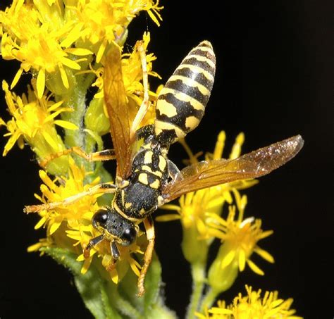 Polistes dominula (Vespidae) image 13843 at