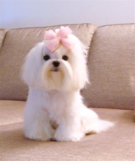 88+ Maltese Hairstyles For Dogs - l2sanpiero