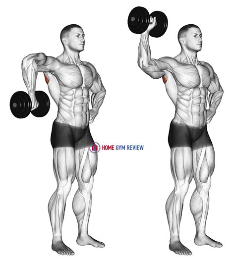 Dumbbell Upright Shoulder External Rotation - Home Gym Review