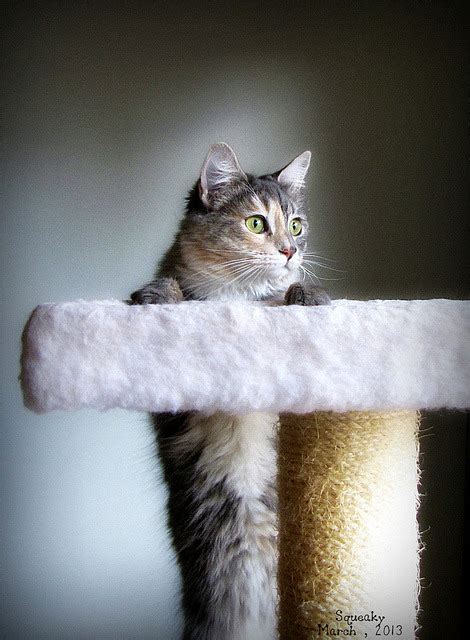 Cat , Ascending by Trish Hamme on Flickr. - Magical Meow