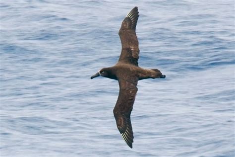 AA Bird Photography/others/BLACK-FOOTED ALBATROSS