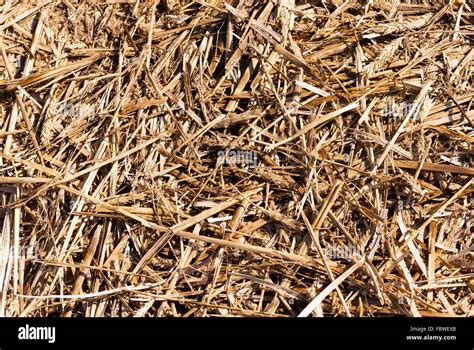 Straw texture background Stock Photo - Alamy