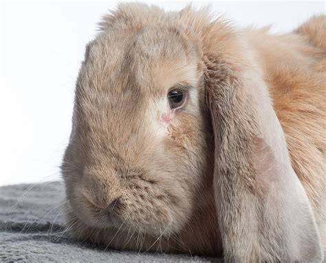 Giant Lop Eared Rabbit Breeds