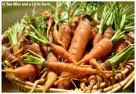 Two Men and a Little Farm: CLOSING UP PART OF THE GARDEN FOR SUMMER