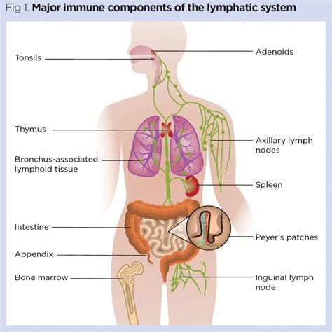 The lymphatic system 3: its role in the immune system | Nursing Times