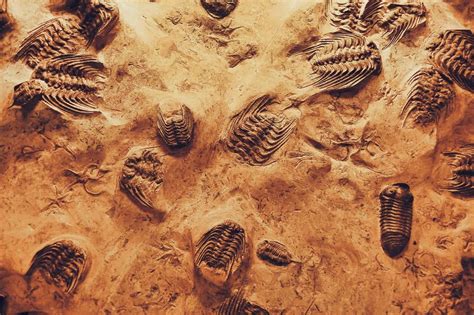 The Most Common Types of Fossils — Finding Ancient Life Reserved in Rock