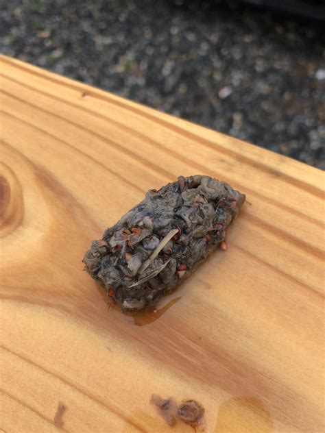 Can someone help identify this poop? Looks like from an owl to me.. : r ...