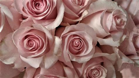 Pale Pink Roses Close up Photograph by Olga Zavgorodnya - Fine Art America