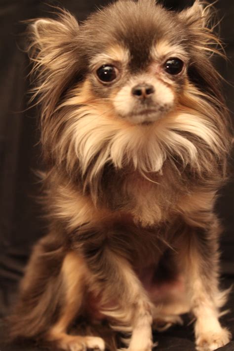 Fresh How Much Is A Long Haired Teacup Chihuahua For Short Hair ...