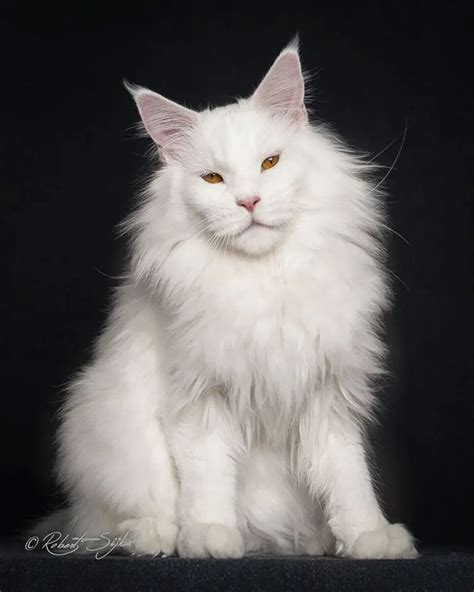 14 Incredible Portraits Of Maine Coon Cats You Need To See