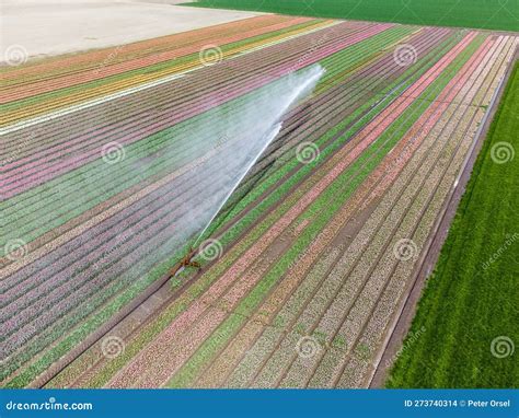 Aerial Drone Photo of Tulip Fields in the Netherlands during Spring Season Stock Photo - Image ...