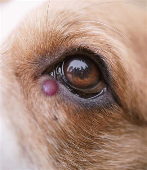 Eyelid Cysts in Dogs: FAQ With Our Veterinarian