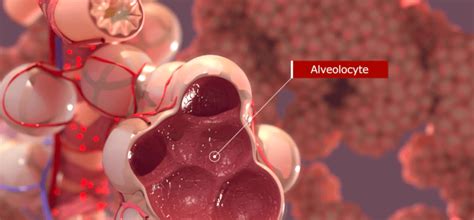 3D Medical Animation. Case study: Pulmonary Surfactant Secretion