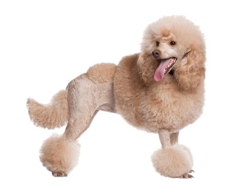 Poodle PNG Picture | PNG All