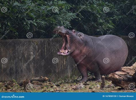 This is an Image of a Beautiful and Dangerous Asian Hippopotamus in the ...