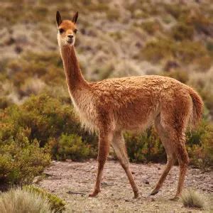 Vicuna - Facts, Diet, Habitat & Pictures on Animalia.bio