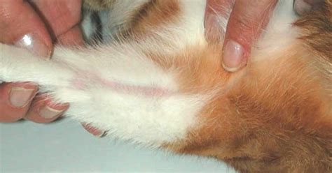 32 HQ Photos Miliary Dermatitis Cat Treatment : Home Remedies for Dandruff in Cats - ponyshoess