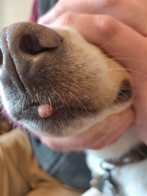 What Are The Lumps On A Dogs Lips