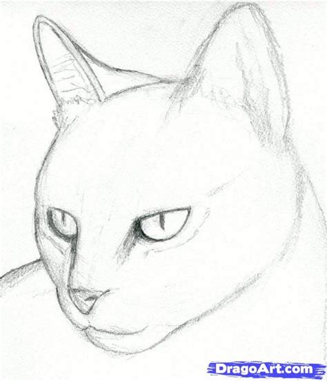 Cat Drawings Pencil | how to draw a cat head, draw a realistic cat step 3 | Cat drawing tutorial ...