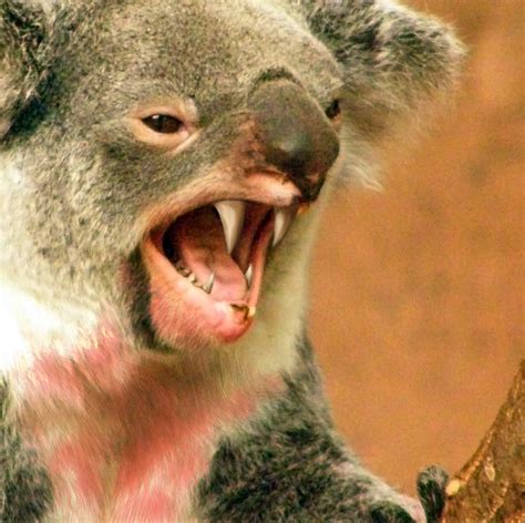 Found this koala mother, hugging her baby in a tree in Australia. : aww