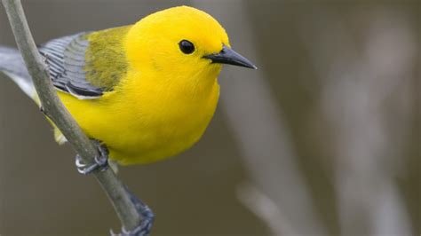 Yellow Bird Is Perching On Tree Branch HD Birds Wallpapers | HD ...