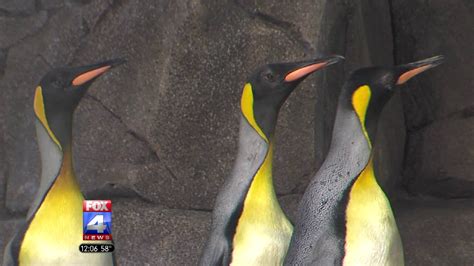 Thirteen new penguins arrive at Kansas City Zoo | FOX 4 Kansas City WDAF-TV | News, Weather, Sports