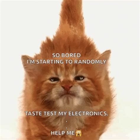 Bored Cat GIF - Bored Cat Help - Discover & Share GIFs