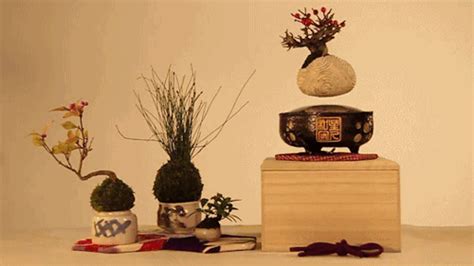 prostheticknowledge:Air Bonsai@kickstarter campaign from Hoshinchu to produce levitating bonsai ...