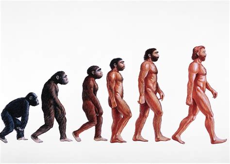 Stages In Human Evolution Greeting Card for Sale by David Gifford