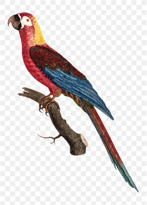 Free: Cuban macaw parrot png bird | Free PNG Illustration - rawpixel ...