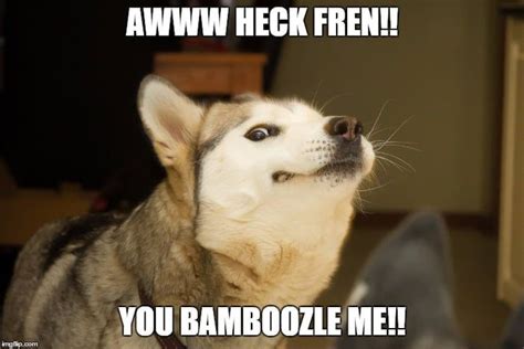 Doggo getting hecking bamboozled - 9GAG | Dog quotes funny, Funny dog ...