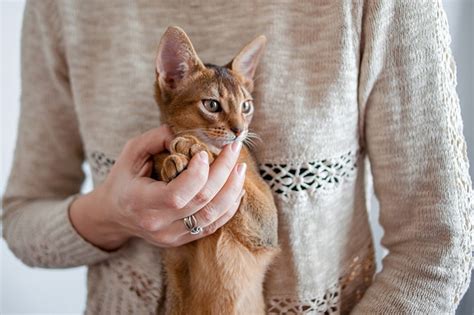 About Abyssinians: Appearance, Personality, and Health | ASPCA Pet Health Insurance