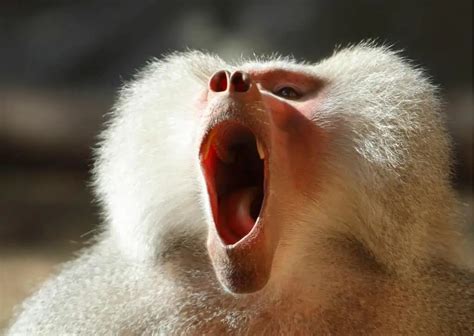 Baboon Behavior - AnimalBehaviorCorner