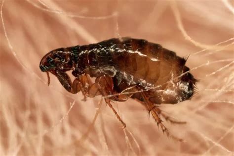 Households urged to be on lookout for fleas as Rentokil issues infestation warning - Irish ...