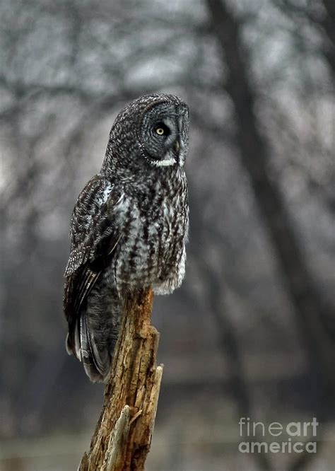 Night Watch of the Great Gray Owl Photograph by Inspired Nature ...