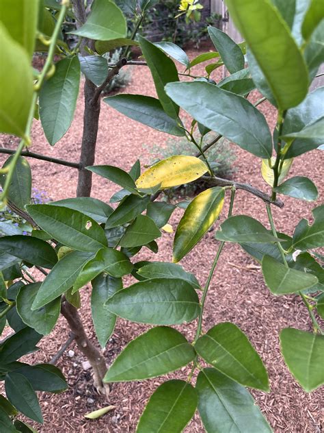 Hello fellow gardeners! My lime tree has numerous yellowing leaves ...