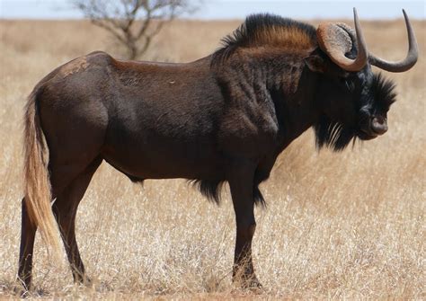 Black Wildebeest | Zoo Builder Wiki | Fandom