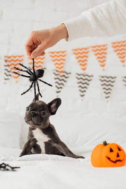 Premium Photo | Funny adorable cute blue french bulldog puppy with toy pumpkin jack and spiders ...