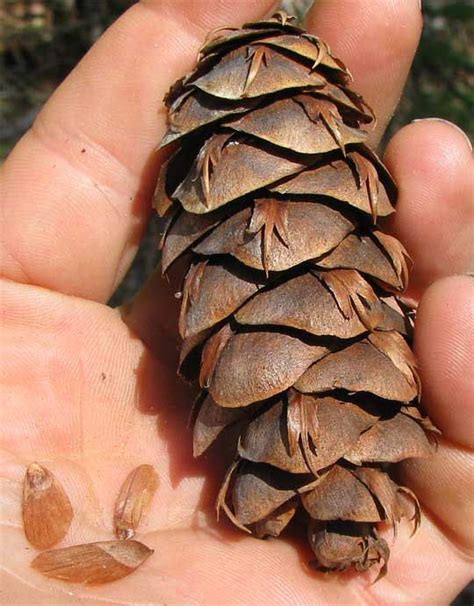 Douglas-Fir, PSEUDOTSUGA MENZIESII | Types of christmas trees, Tree seeds, Pine cone seeds