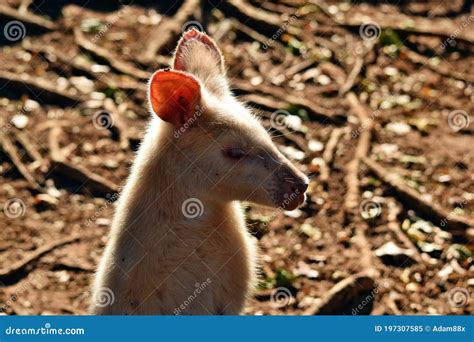 Beautiful Rare an Albino Kangaroo in the Park Stock Image - Image of life, kangaroo: 197307585