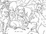 Wolf Pack Coloring Pages  Home sketch template