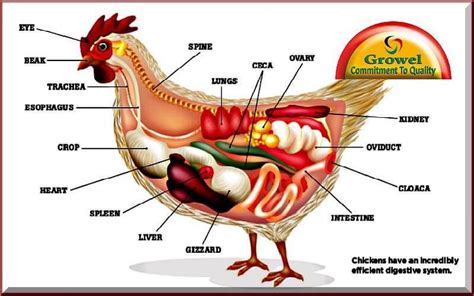 About Poultry Digestive System | Chicken anatomy, Chickens, Raising chickens