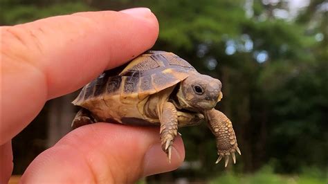 Baby Tortoise