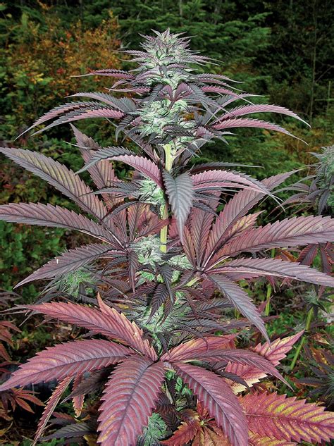 Cannabis Indica: The Essential Guide: Purple Pineberry by Secret Valley Seeds