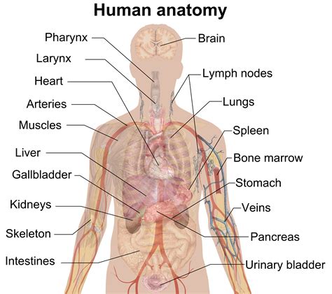 File:Man shadow anatomy.png - Wikipedia