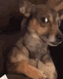 Awkward Dog GIF - Awkward Dog Zoom In - Discover & Share GIFs