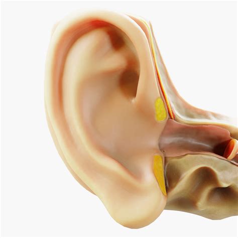 Cross Section Ear Anatomy - 3D Model by zames1992d