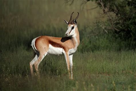 Springbok antelope — Stock Photo © Chriskruger #1899737